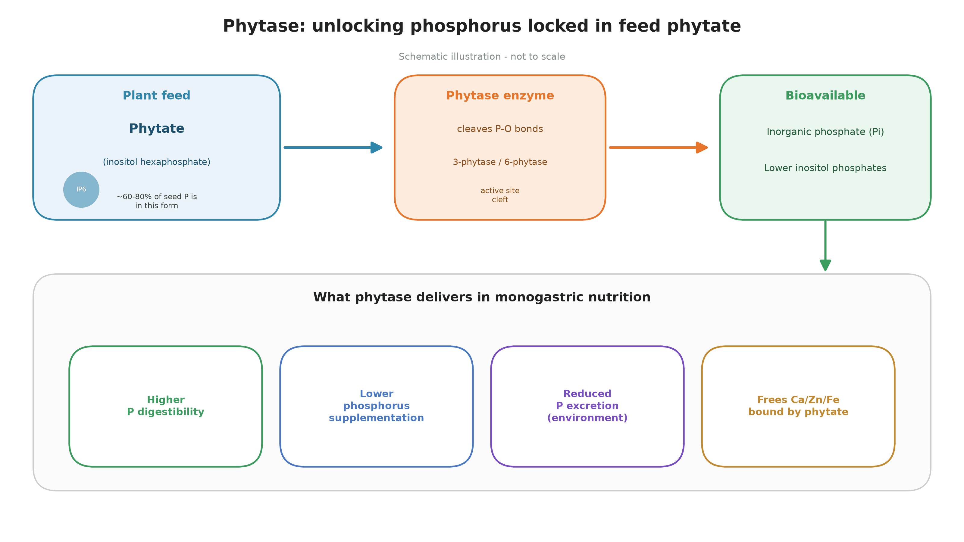 How Does Phytase Unlock the Phosphorus Locked in Feed Phytate? From Mechanism to Process to Selection
