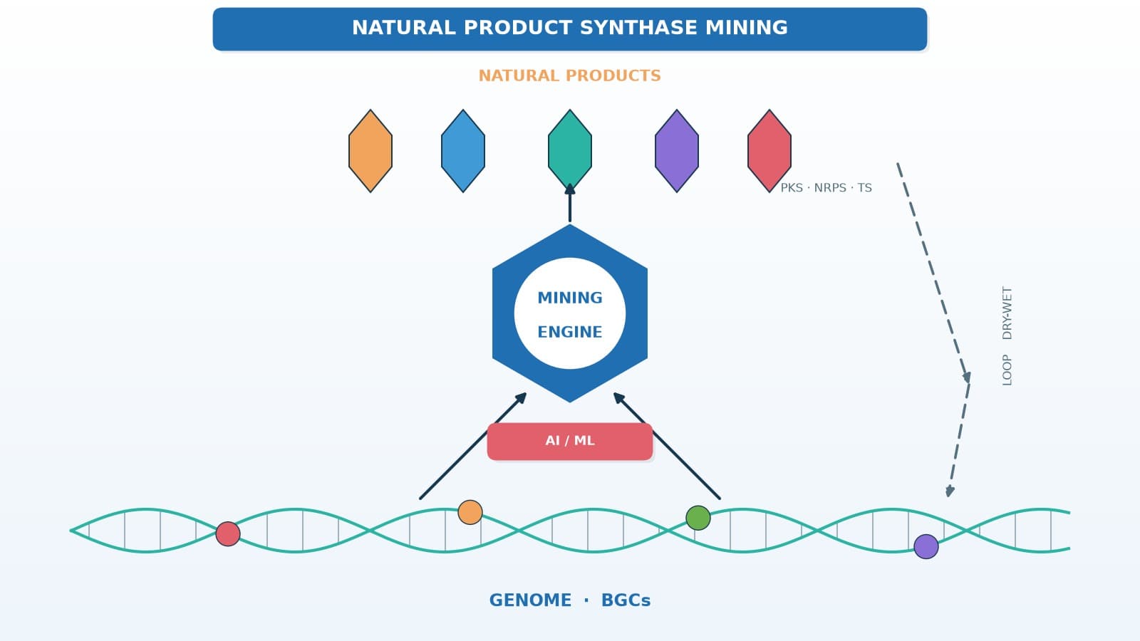 Natural Product Synthase Mining: How to Systematically Search Genomes for "Drug Factories"
